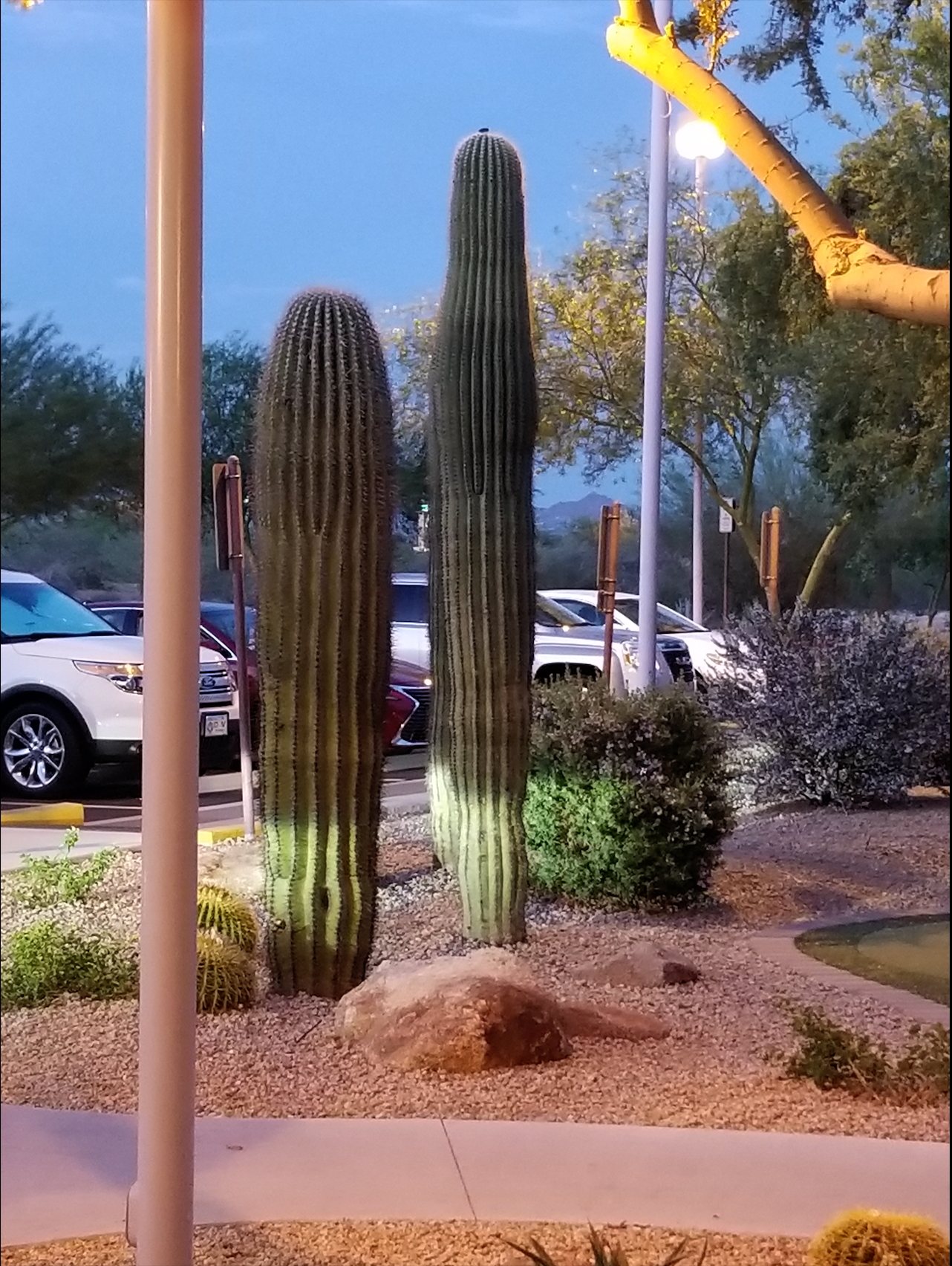 cactus