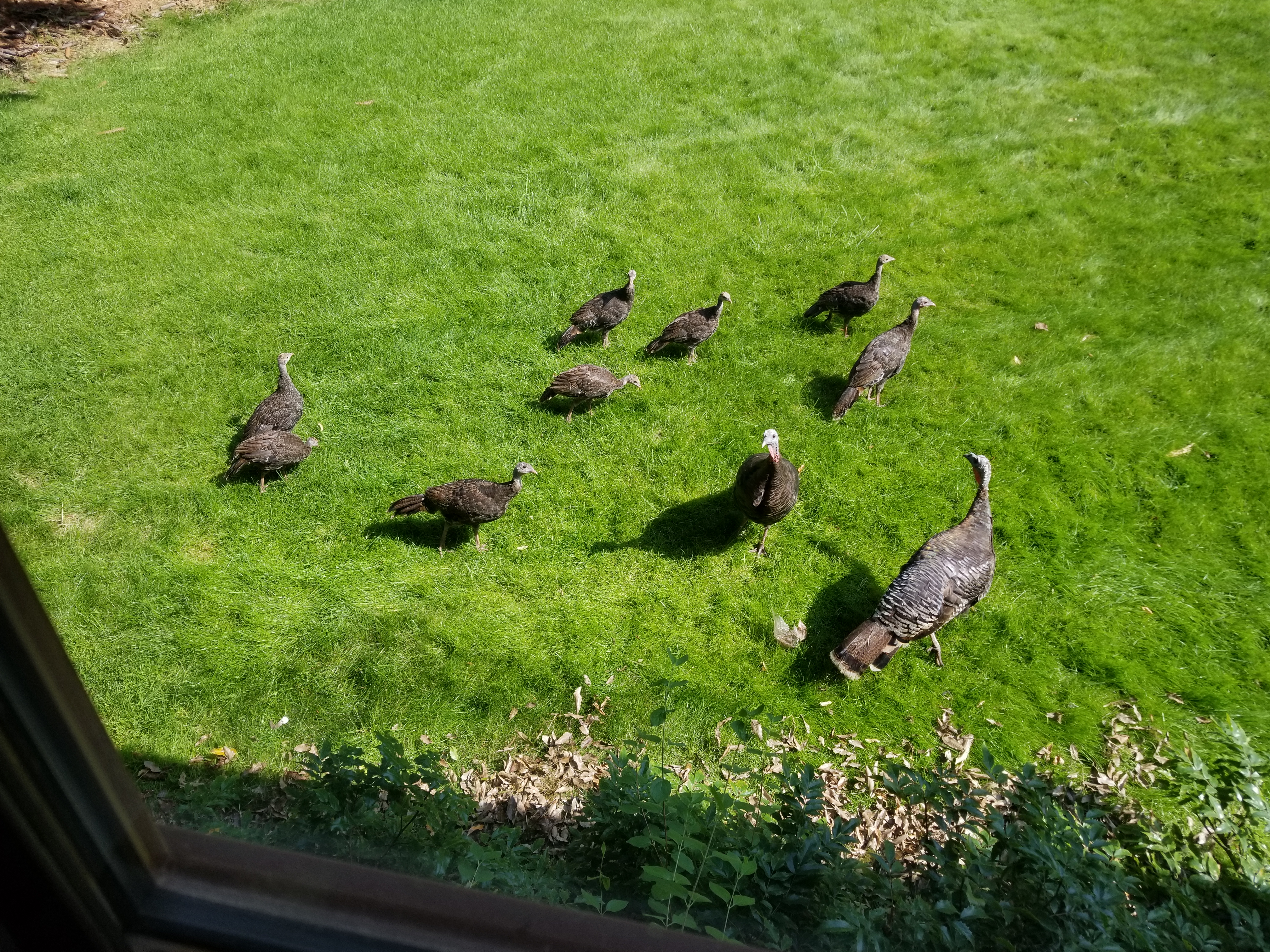 Baby Turkeys