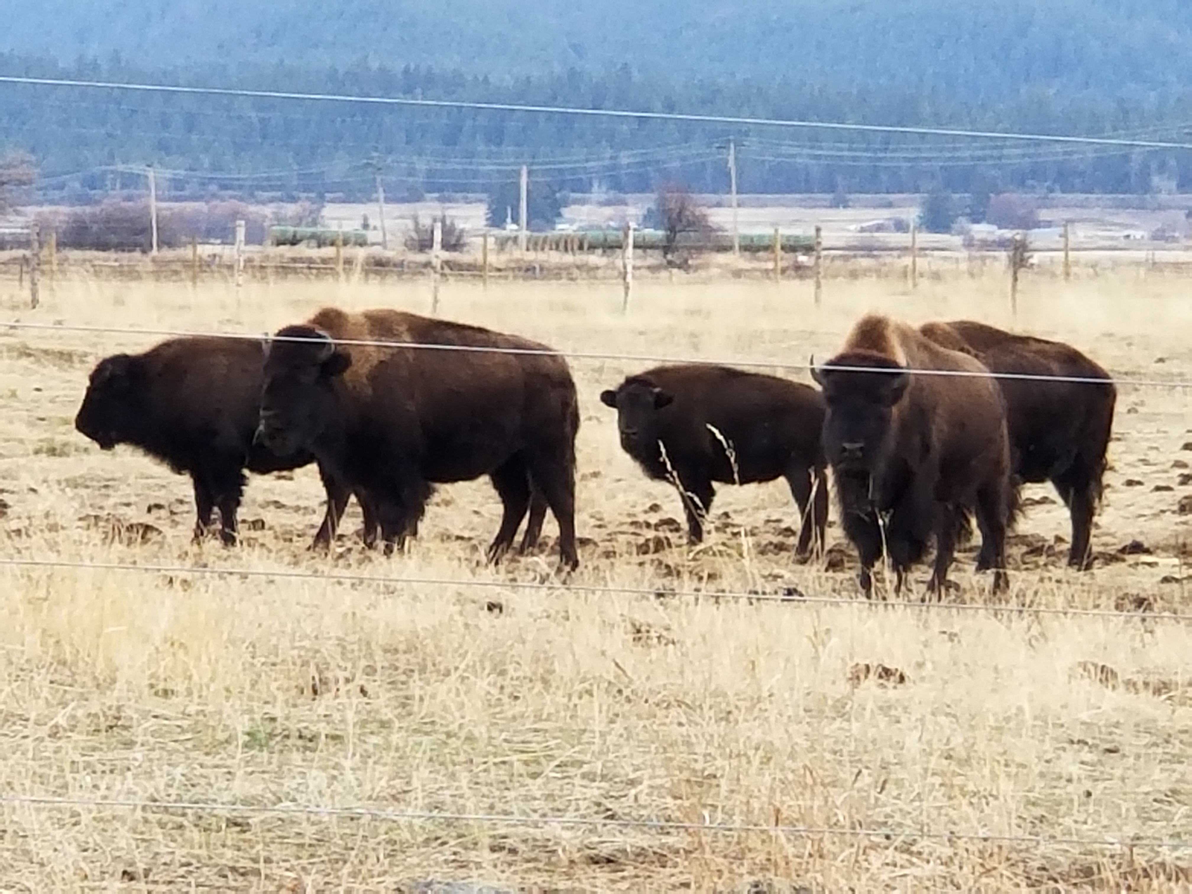 bison