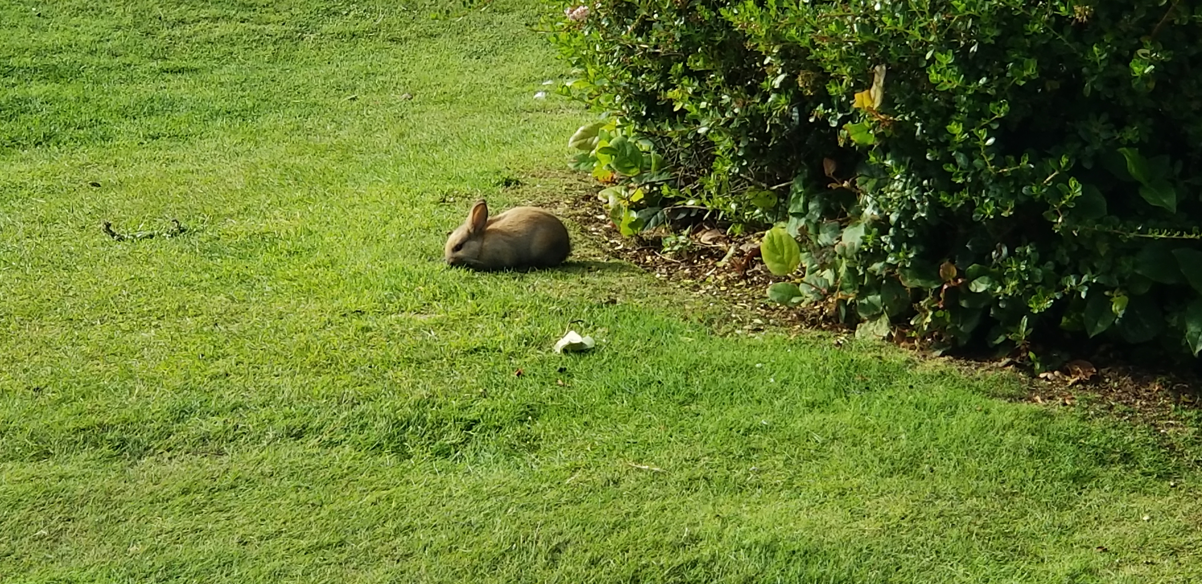 Wild Bunnies