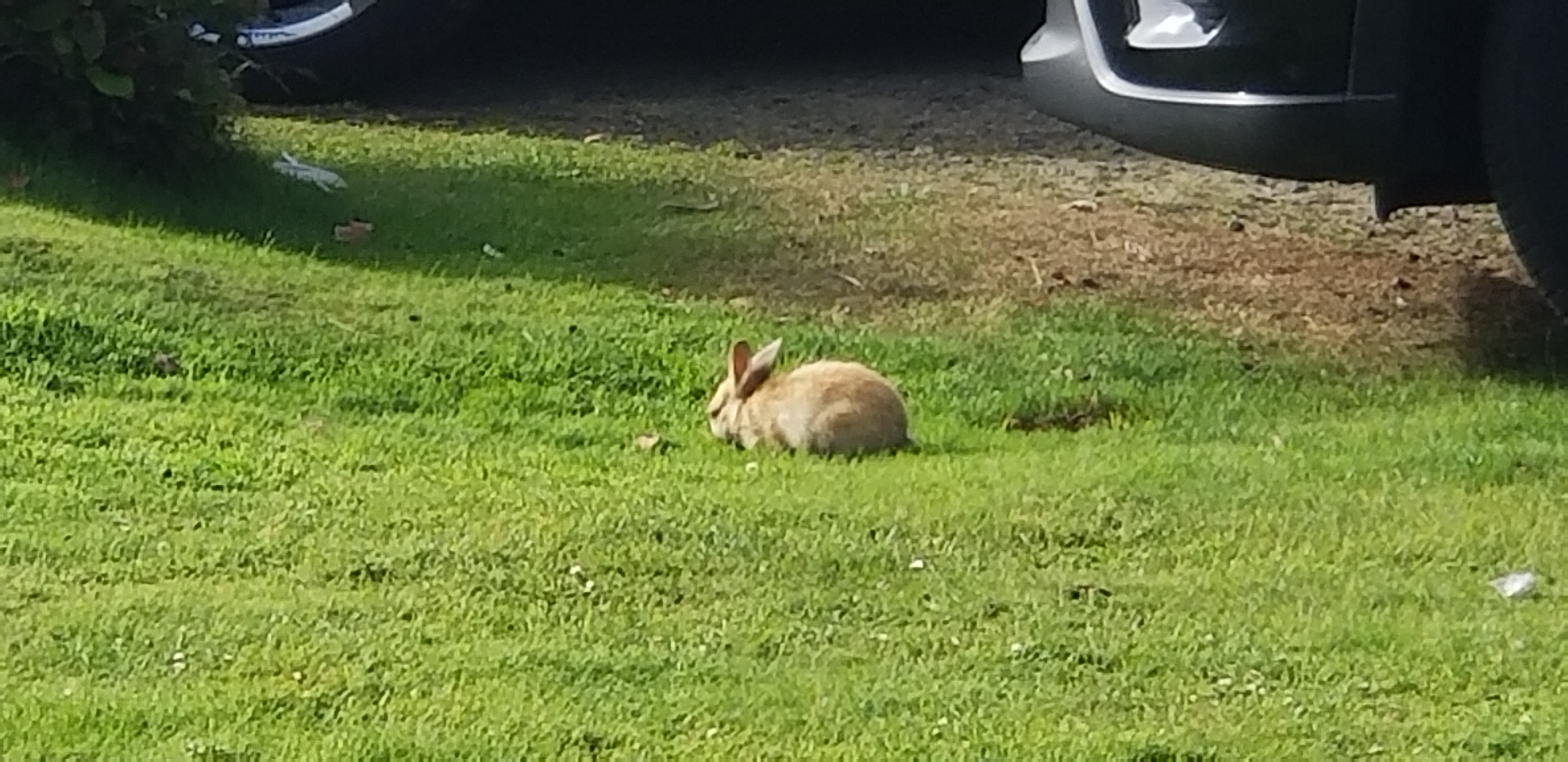 Wild Bunnies