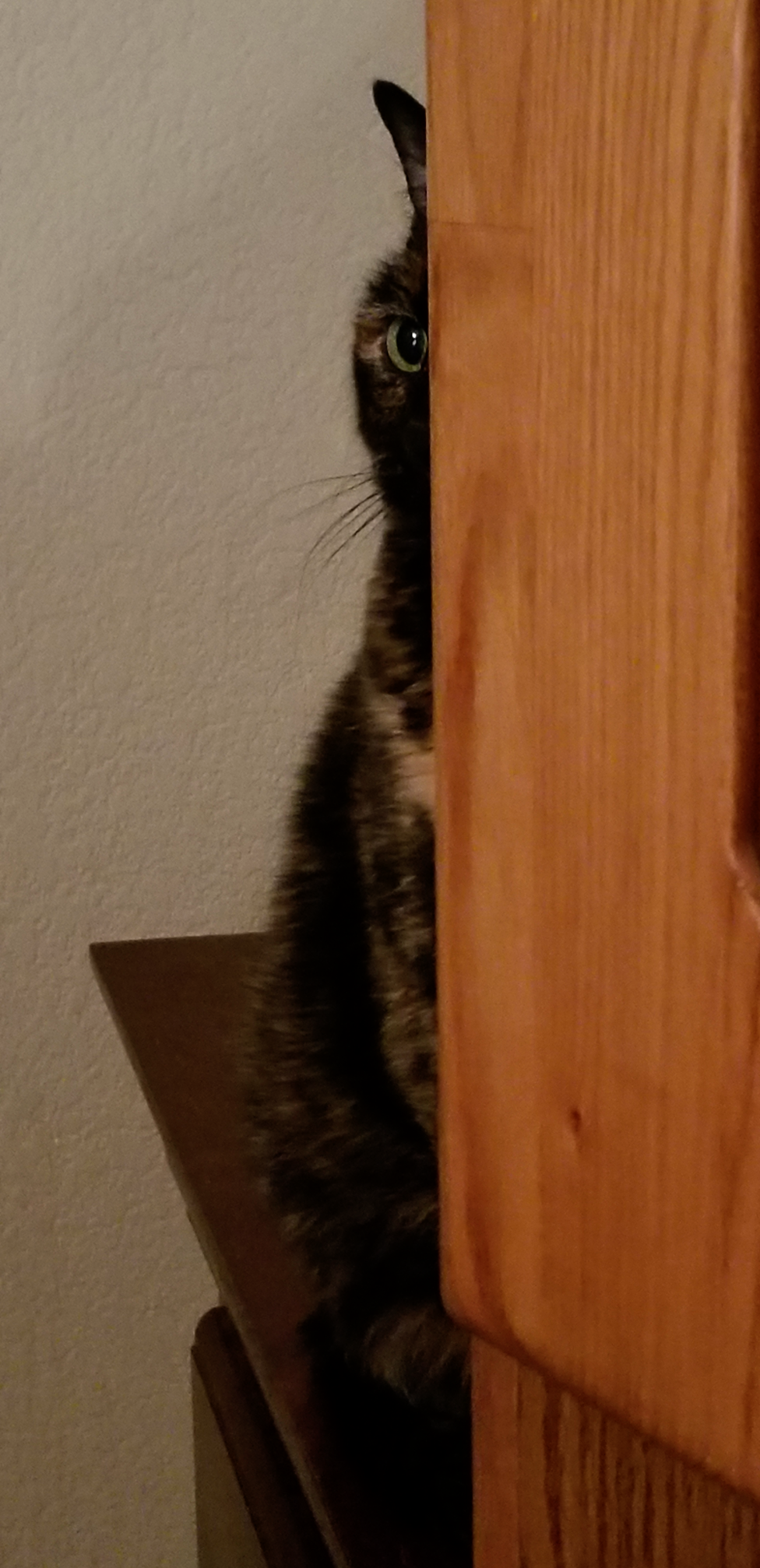 Peaking Cat