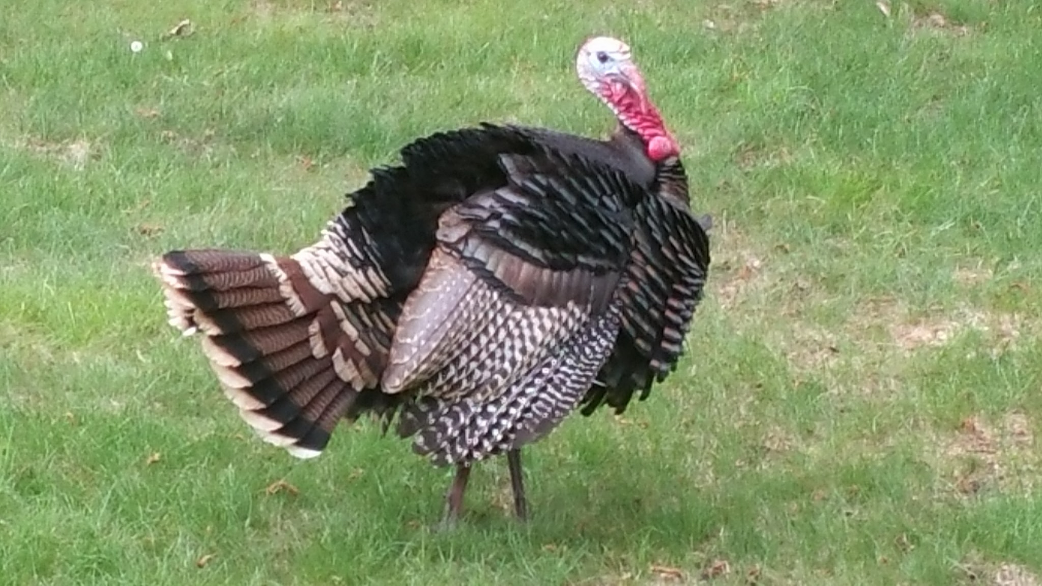 wild turkey