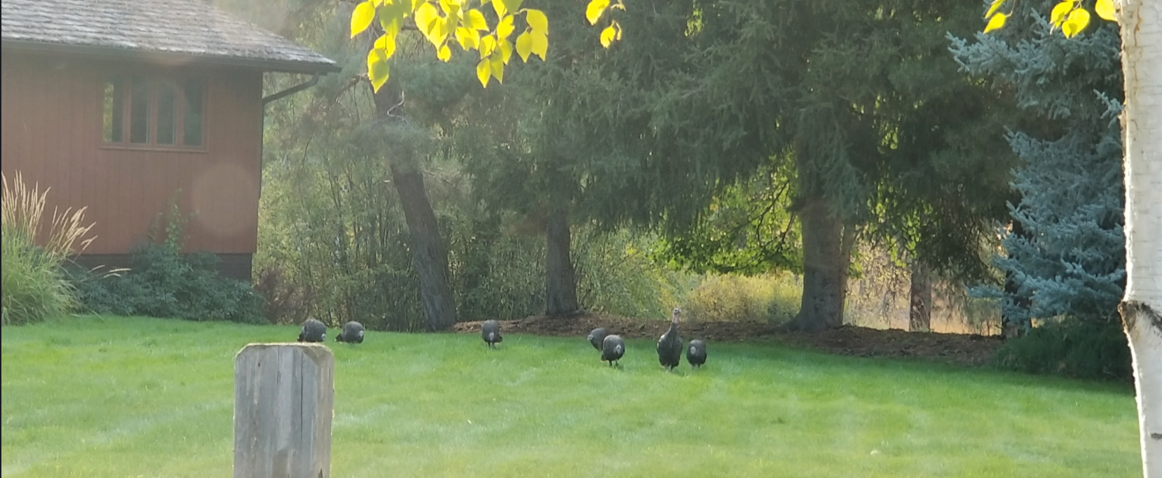 turkeys